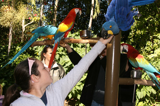 09 Parrot Jungle