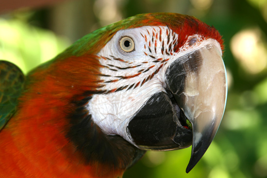 31 Parrot Jungle